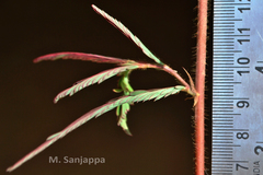 Aeschynomene americana